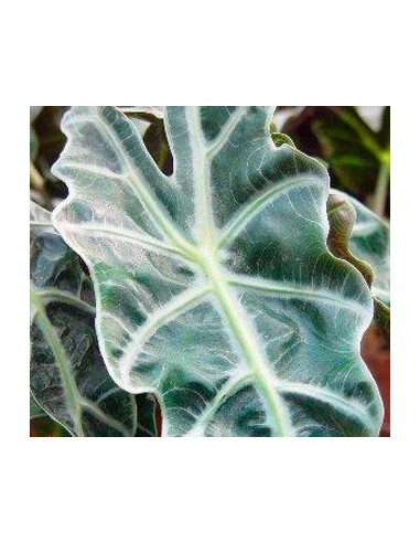 Alocasia Amazònica (test 13 cm ø)