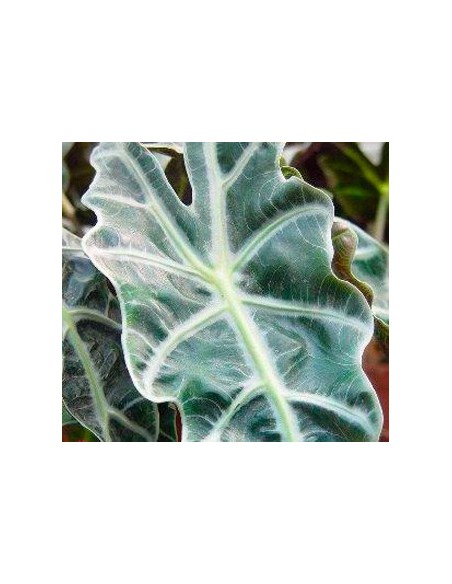 Alocasia Amazònica (test 13 cm ø)