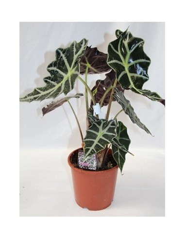 Alocasia Amazònica (test 13 cm ø)