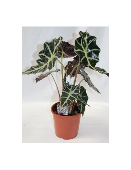 Alocasia Amazònica (test 13 cm ø)