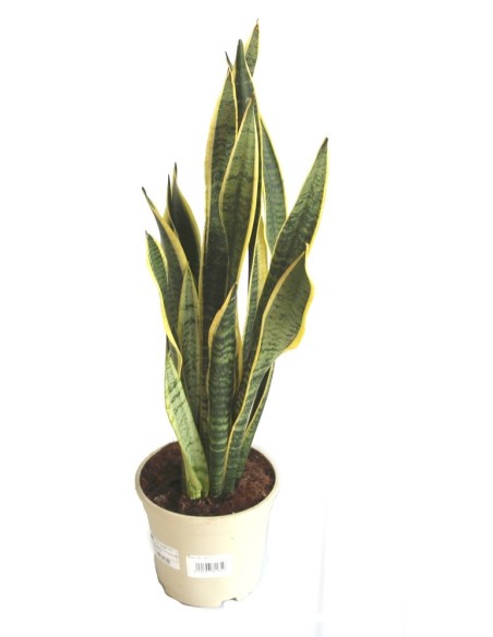 Sansevieria o sansiviera trifasciata