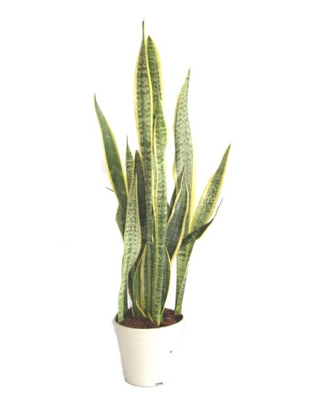Sansevieria o sansiviera trifasciata