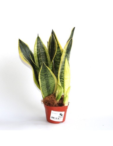 Sansevieria o sansiviera trifasciata