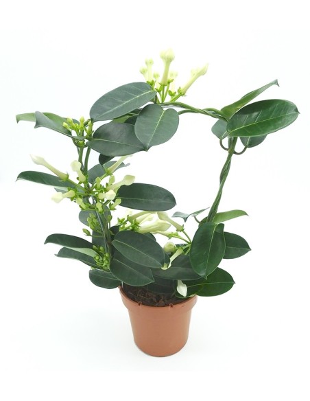 Stephanotis (test 12 cm Ø)