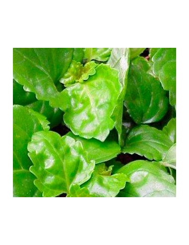 Acheter de la plante à argent en gros à partir de 2,10€ chez Germigarden