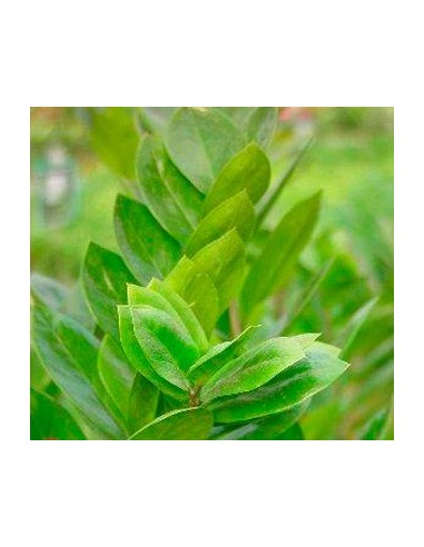 Comprar zamioculcas des de 6,15€ a granel en Germigarden
