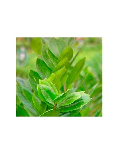 Comprar zamioculcas des de 6,15€ a granel en Germigarden