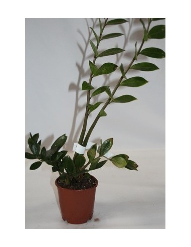 Comprar zamioculcas des de 6,15€ a granel en Germigarden