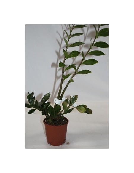 Compre zamioculcas por € 6,15 a granel em Germigarden