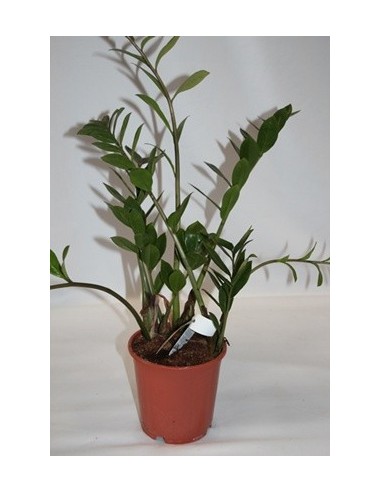 Compre zamioculcas por € 6,15 a granel em Germigarden