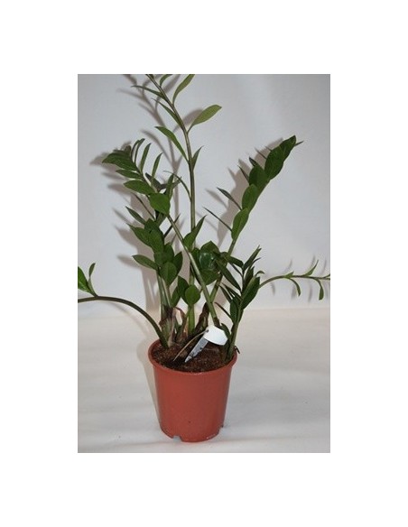 Comprar zamioculcas des de 6,15€ a granel en Germigarden