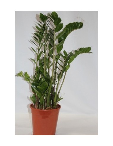 Compre zamioculcas por € 6,15 a granel em Germigarden