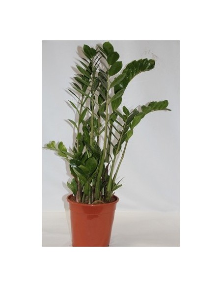 Comprar zamioculcas des de 6,15€ a granel en Germigarden