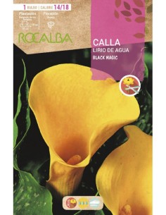 Bulbo de calla o lirio de agua 2