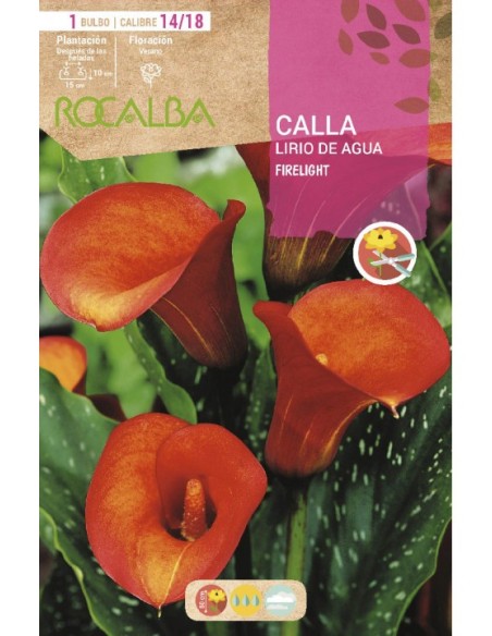Bulb de lliri d'aigua