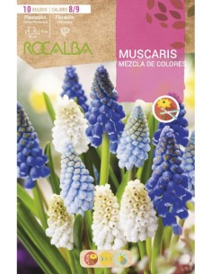 Bulbo de Muscari