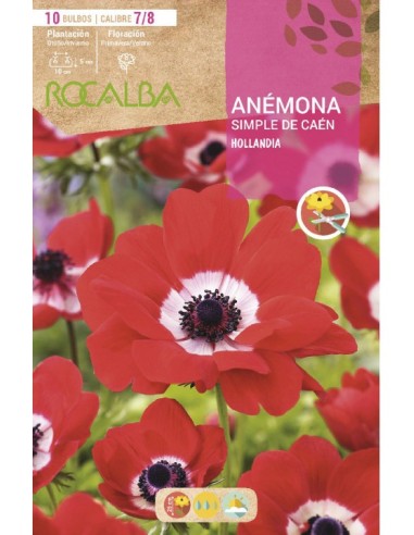 Bulbos de anémona