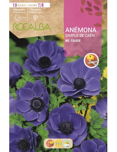 Bulbs d'anèmona