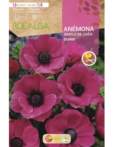 Bulbos de anémona
