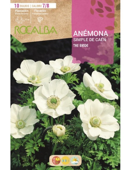 Bulbs d'anèmona