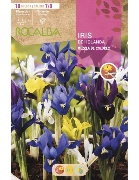 Bulbo de iris de Holanda a granel Rocalba (unidad)
