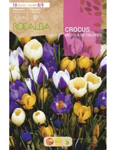 bulbes de crocus