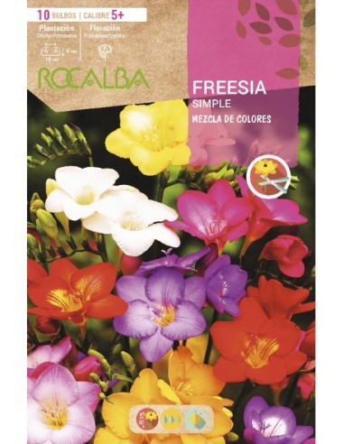 Fresia en bulbo a granel