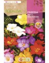 Bulbo de fresia a granel (unidad)