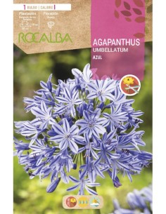 Bulbo de Agapanthus