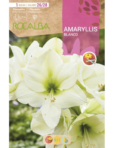 Compre amarílis em bulbo a partir de € 7,95 em Germigarden
