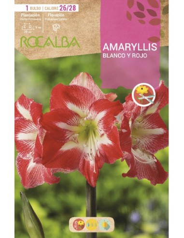Comprar amarilis en bulbo desde 7,95€ en Germigarden