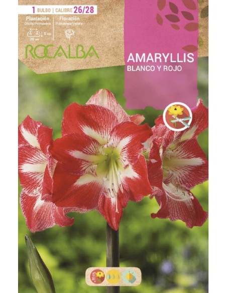 Compre amarílis em bulbo a partir de € 7,95 em Germigarden