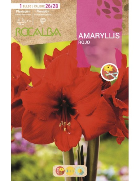 Bulb d'amarilis