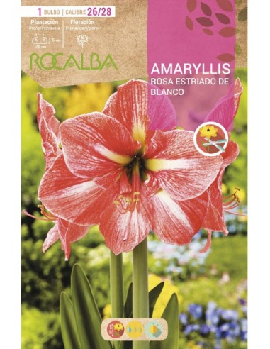 Comprar amarilis en bulbo desde 7,95€ en Germigarden