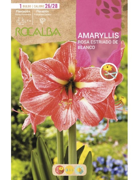 Comprar amarilis en bulbo desde 7,95€ en Germigarden