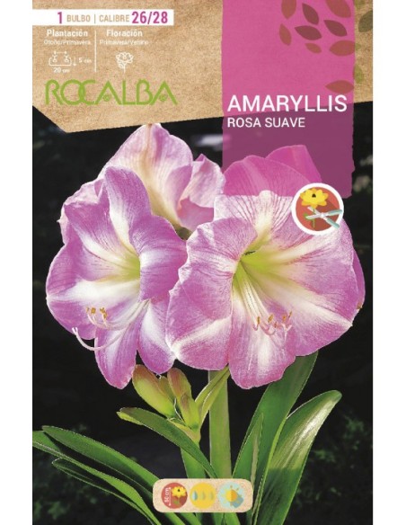 Comprar amarilis en bulbo desde 7,95€ en Germigarden