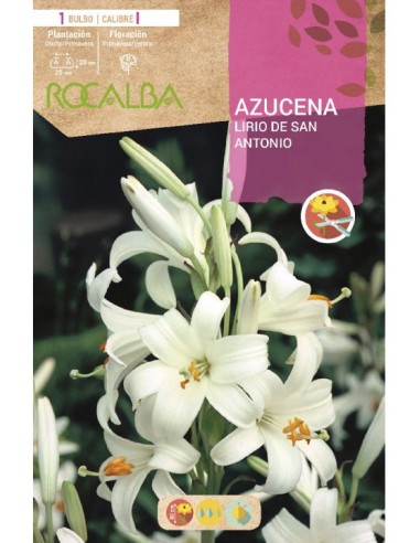 Compre Bulbo de lírio em Germigarden