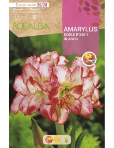 Bulbo de amaryllis doble a granel Rocalba