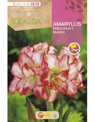 Bulbo de canna a granel Rocalba (unidad)
