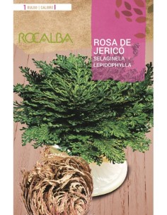 Rosa de Jericó