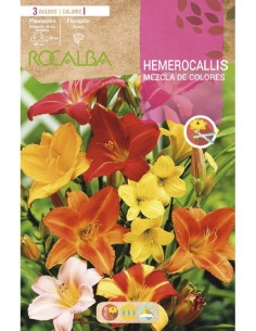 Rizoma de Hemerocalis variada Rocalba (bolsa 3 unidades)