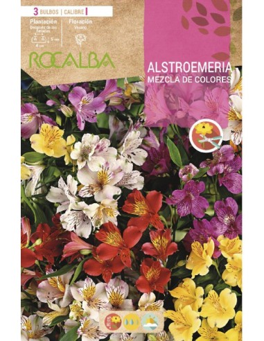 Rizoma d'Alstromeria variat Rocalba (bossa 3 unitats)