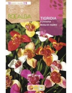 Bulb de tigridia Rocalba (bossa 10 unitats)