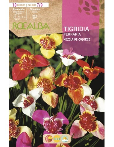 Bulbo de Tigridia variada Rocalba (bolsa 10 unidades)