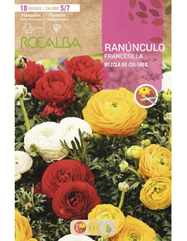 Compre Bulbo de ranúnculo a granel Rocalba (unidade) em Germigarden