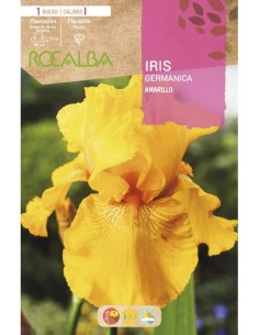 Bulbo de iris o lirio 2