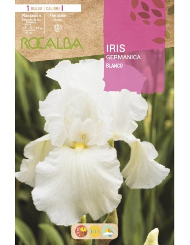 Bulb de iris