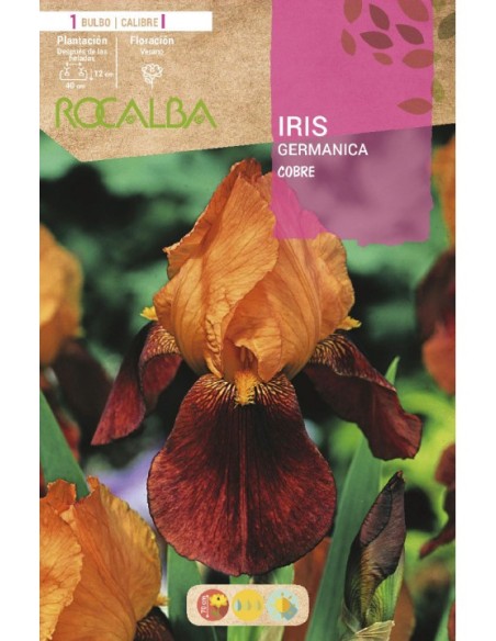 Bulb de iris