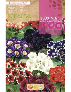 Bulbo de gloxínia mistura cores em Germigarden