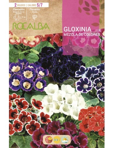 Bulb de gloxinia a Germigarden.com